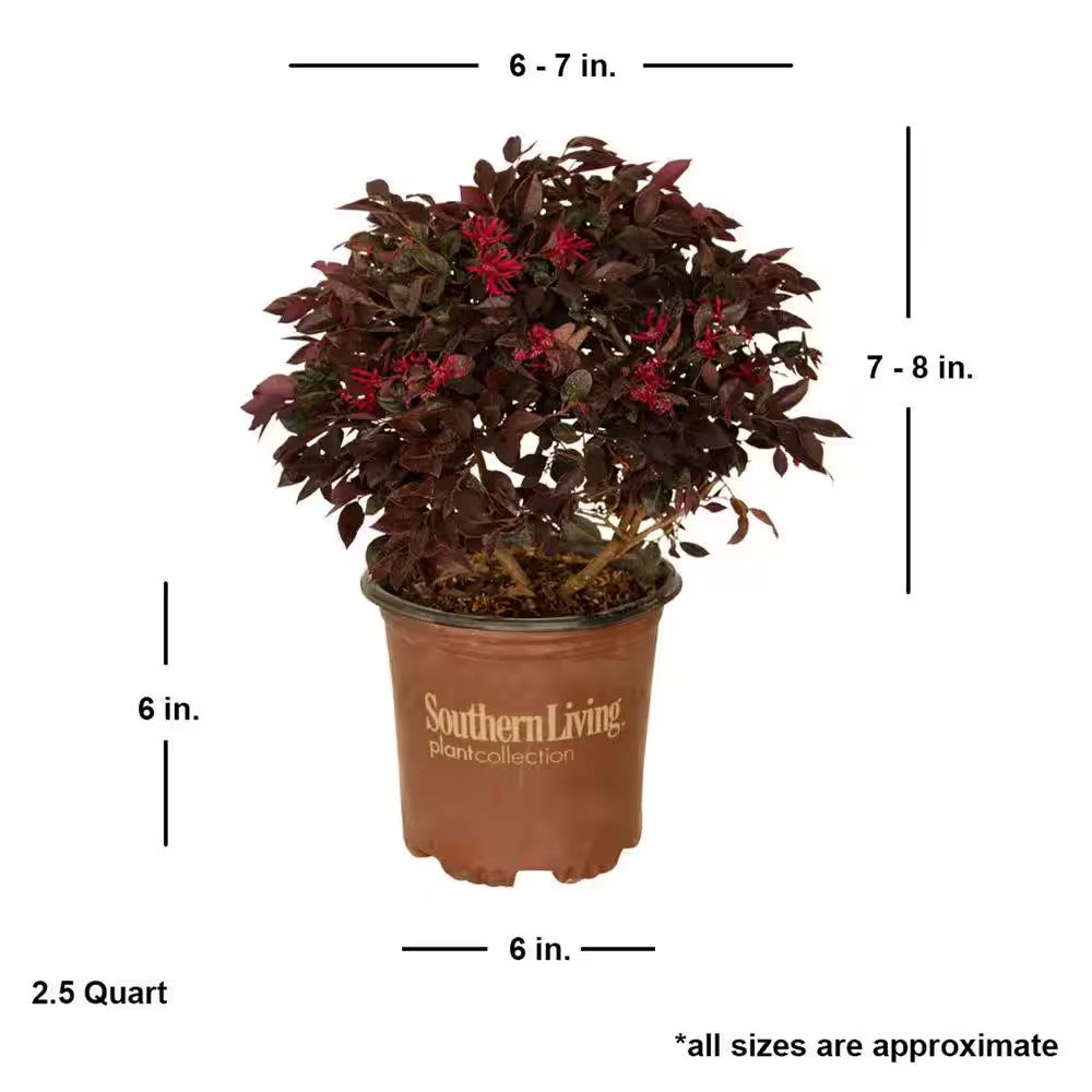 2.5 Qt. Purple Daydream Dwarf Loropetalum, Evergreen Shrub with Purple Foliage