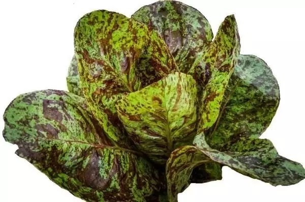 1000+ FRECKLES ROMAINE LETTUCE SEEDS – Heirloom – Organic – NON GMO —- FRESH