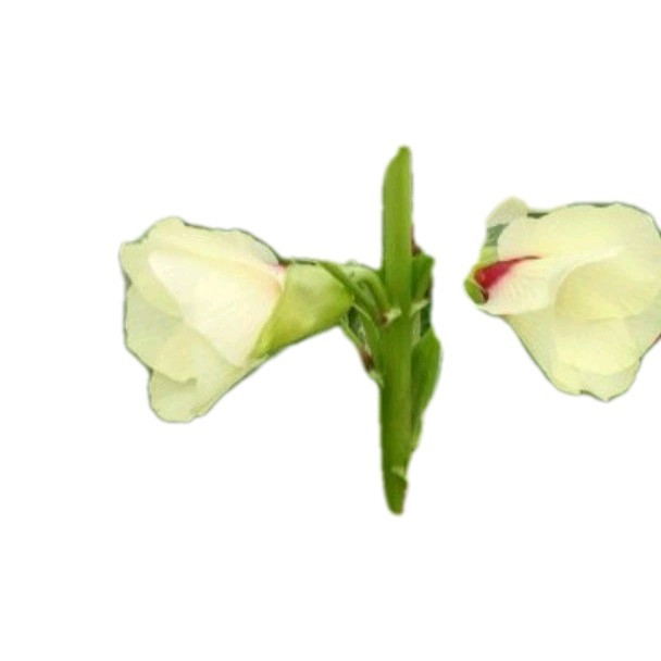 Clemson Spineless Okra Seeds 30 Ct Organic Non Gmo