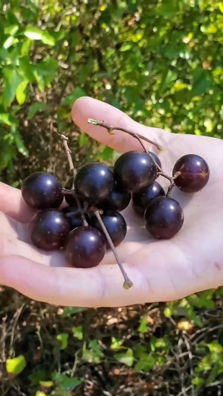 2x Jumbo Muscadine Grape Plants /Seedlings – Well-Rooted | Beyond Organic