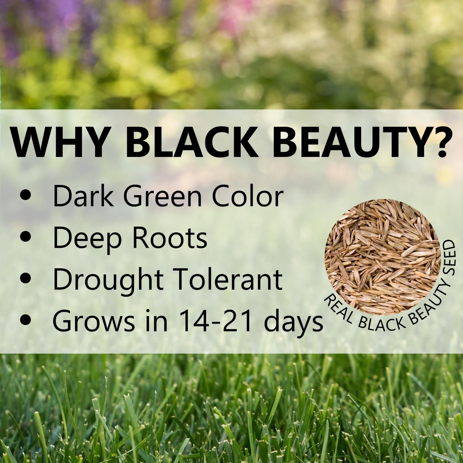 Heat & Drought Resistant Grass Seed – Black Beauty Cool Season Lawn Seed 3 lb