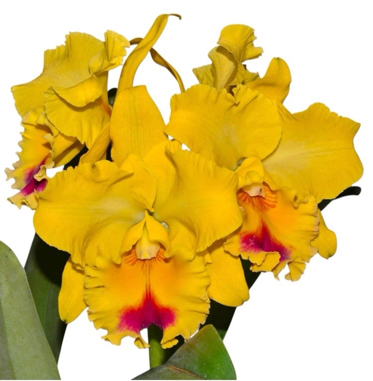 Rlc Legend Of Maui X Goldenzelle ‘Lemon Chiffon’ Yellow Red Orchid BS 4” Pot