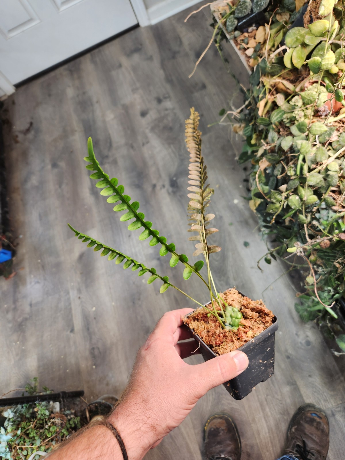 Lecanopteris Luzonensis Thin Leaves Lightly Rooted Division Fedex 2 Day Ship