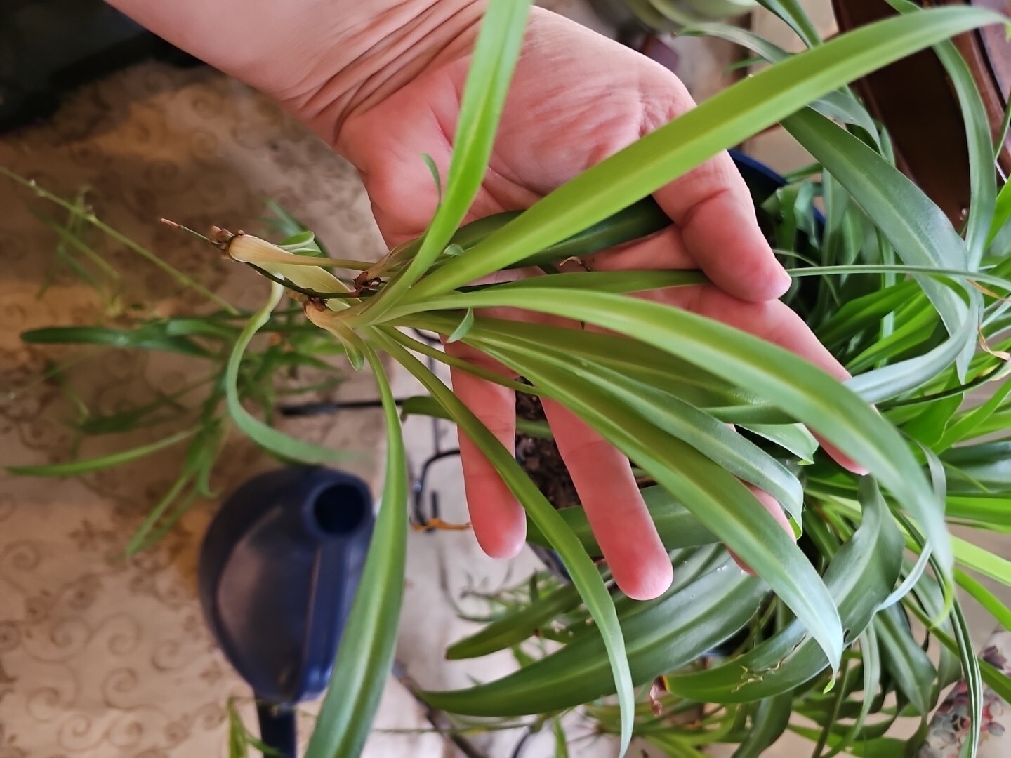 🔥 5 BEAUTIFUL Large & Ready To Plant Spider Plant Airplane Babies