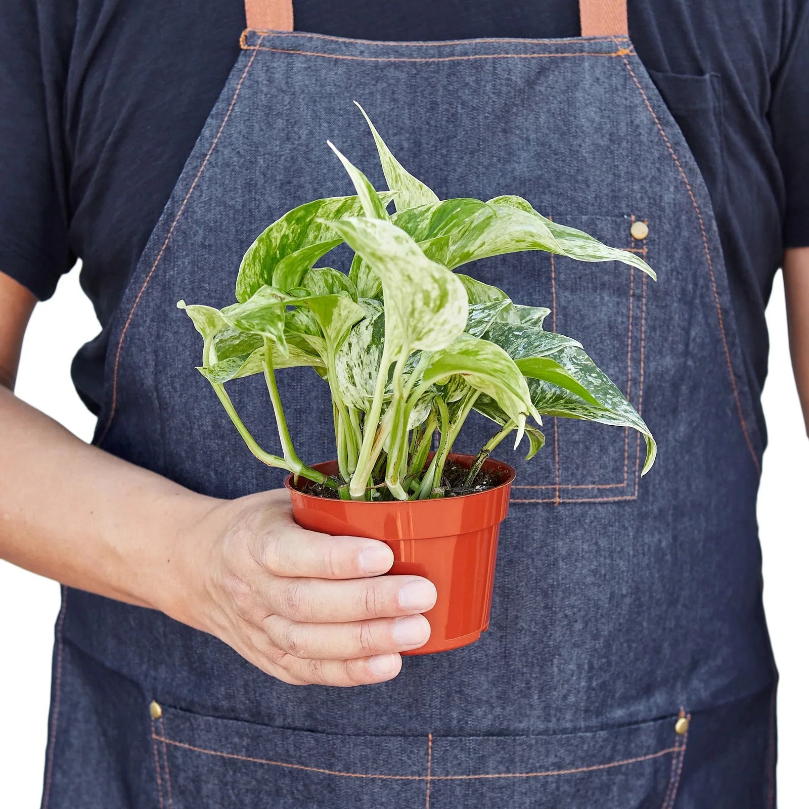 Pothos Marble Queen • Epipremnum aureum • Creamy White & Green Variegation