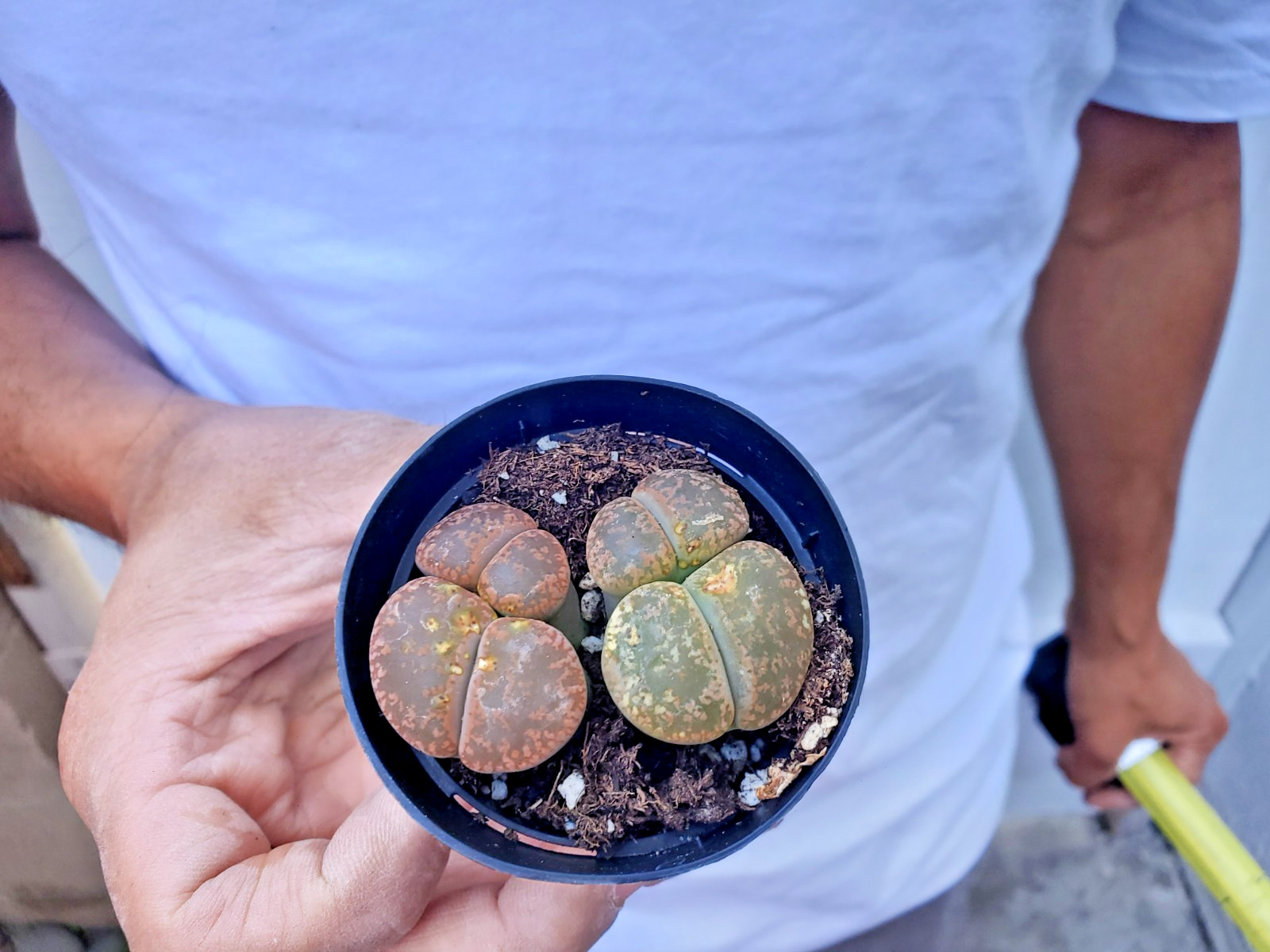 Lithops Succulent -M