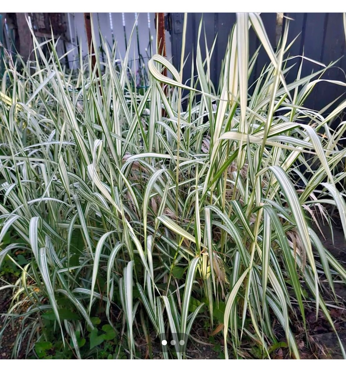 Live Variegated Ribbon Grass aka Ornamental Grass aka Phalaris arundinace