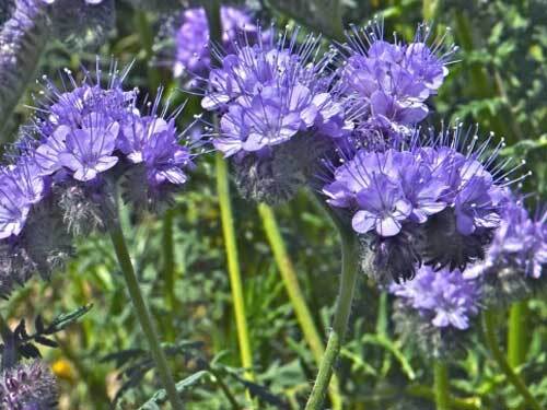 Phacelia tenacetifolia | Lacy Phacelia | Fiddleneck | 300 Seeds