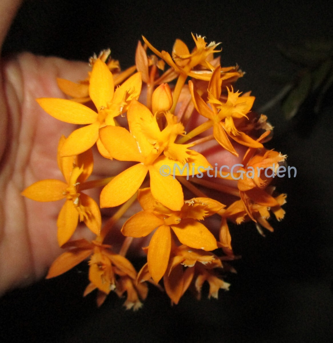 Epidendrum Orchid- Dark Yellow 2 cuttings 8-10″