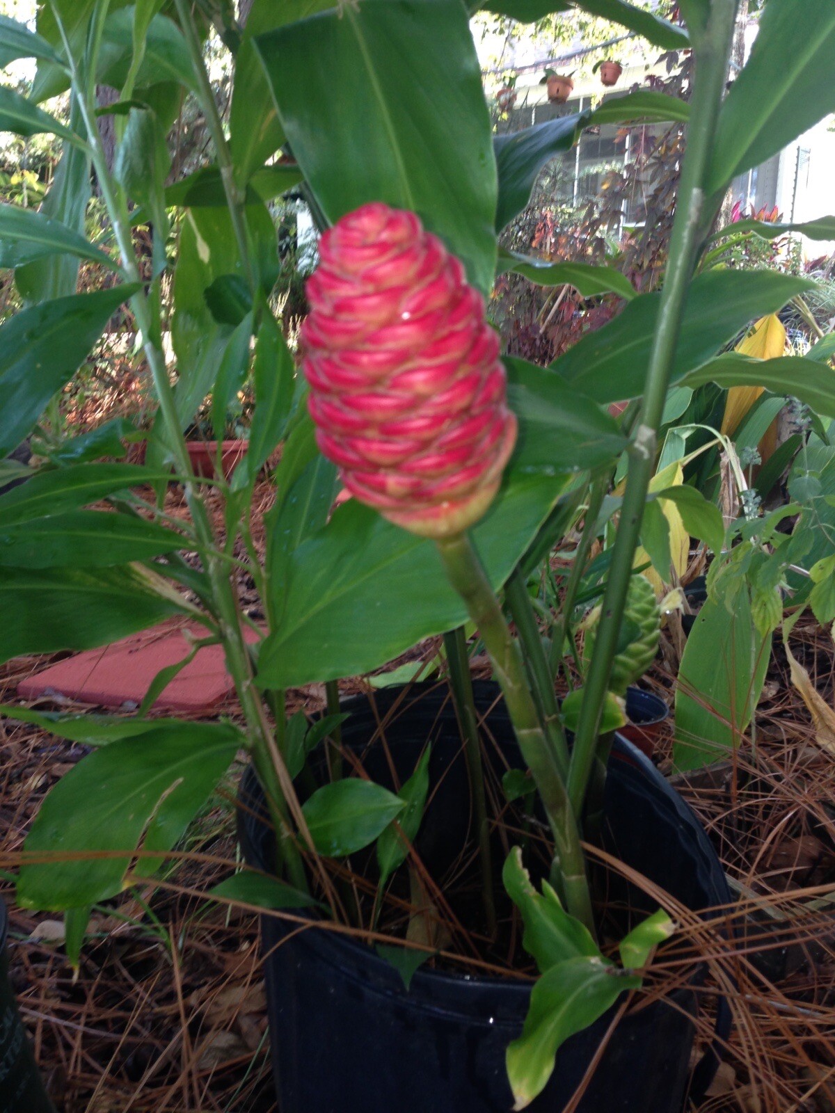 3 Shampoo Ginger Zingiber Zerumbet Pinecone Rhizomes (NO HI, CA Shipping)