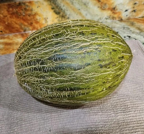 RARE Christmas Melon – Piel De Sapo Melon – Santa Claus Melon – 10 Seeds