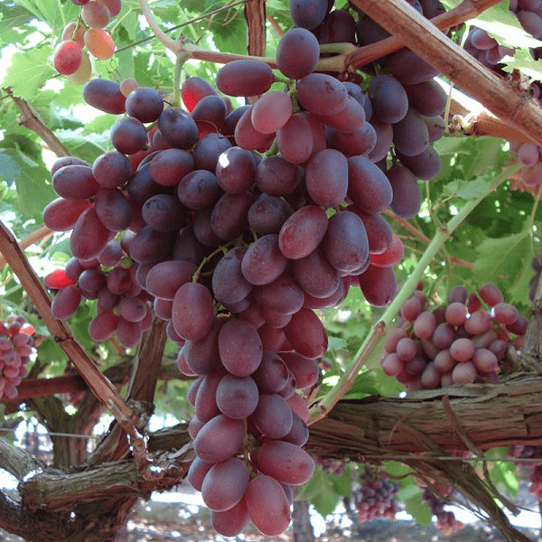 Crimson Seedless Grape Vine up to 2.5 ft tall medium size plant 4 year stock