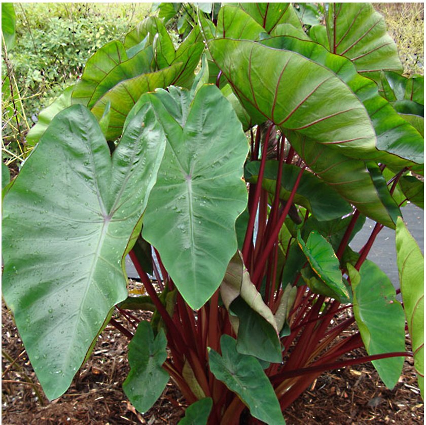 Hawaiian Punch Elephant Ear – Colocasia – Live Plant