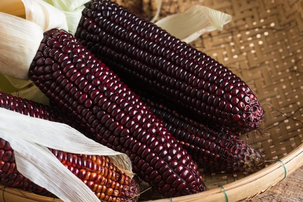 500+ New York Bloody Butcher Corn Seeds ————– NEW CROSS ——— RARE