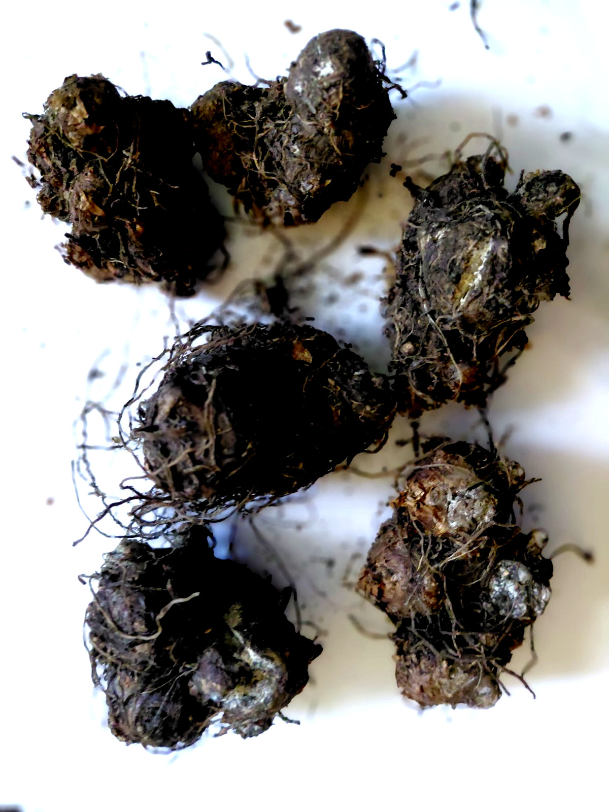 FIREFLY Caladium Bulbs for Planting 1 BULB direct from Florida Plantation