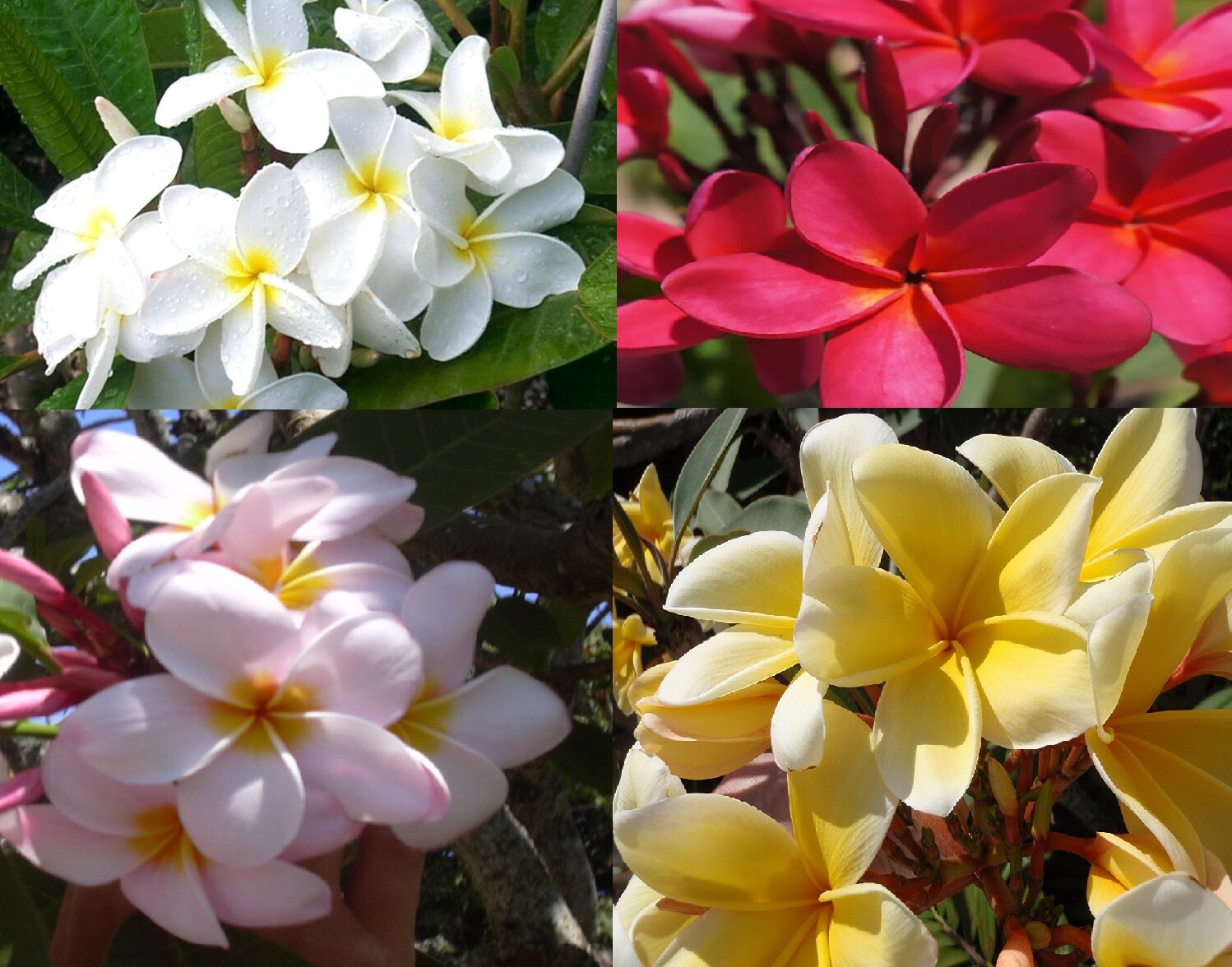 HAWAIIAN PLUMERIA FRANGIPANI PLANT CUTTINGS