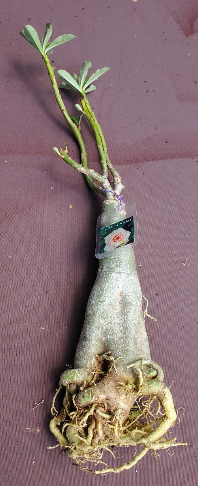 desert rose Adenium obesum plant CANDY Yellow with pink trim LARGE New stock “E”