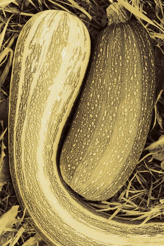 Cocozelle Zucchini Seeds