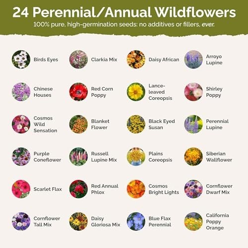 Texas Wildflower Mixed Seeds – 1 lb, 480,000+ Seeds, Attracts Pollinators, Plant
