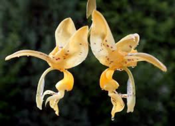 Stanhopea Jennischiana Live Orchid Plant 4 Inch Pot BS