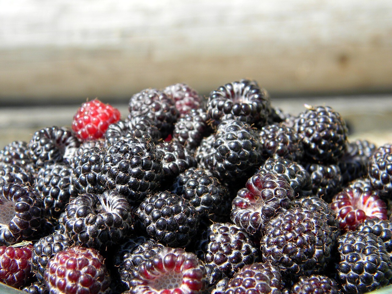 ORGANIC BLACK RASPBERRY (Version #2), Bigger Berries, Fresh seed, Made in USA