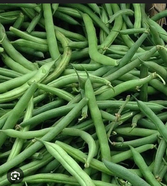 BEAN, PROVIDER BUSH, HEIRLOOM, 100 SEEDS, NON GMO, GREEN BEANS