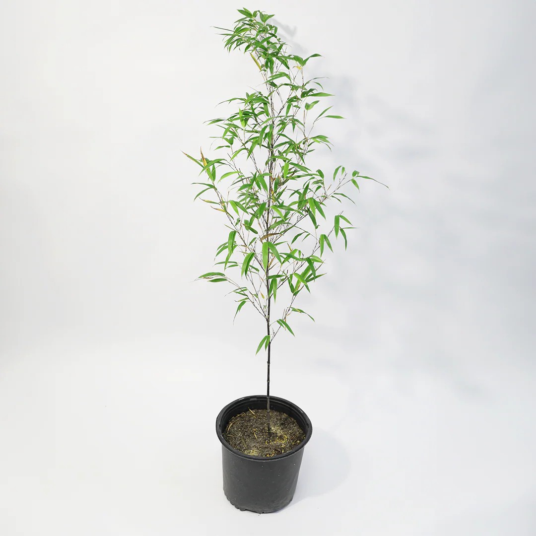 Black Bamboo Plant Cutting 12–24” Established Root Running Bamboo Fast Grow
