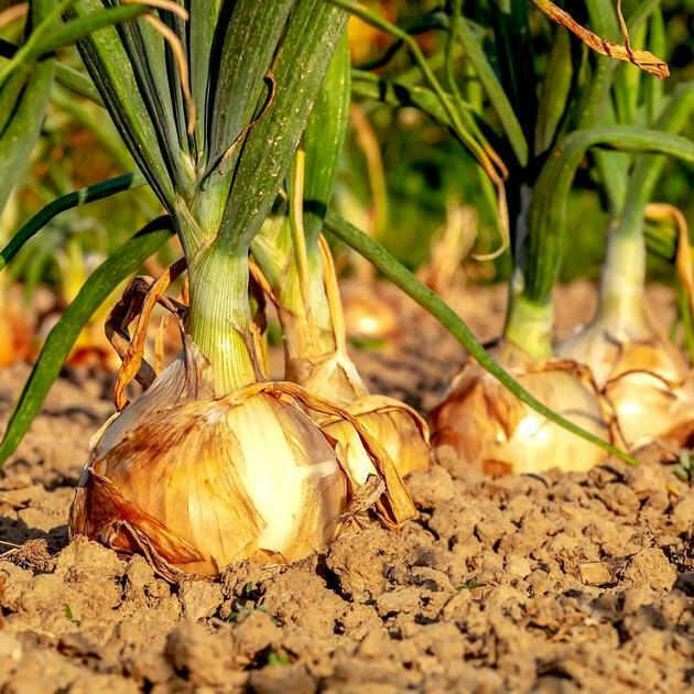 Onion Seeds 200+ Texas Early Grano 502 Yellow Vegetable HEIRLOOM FREE SHIPPING
