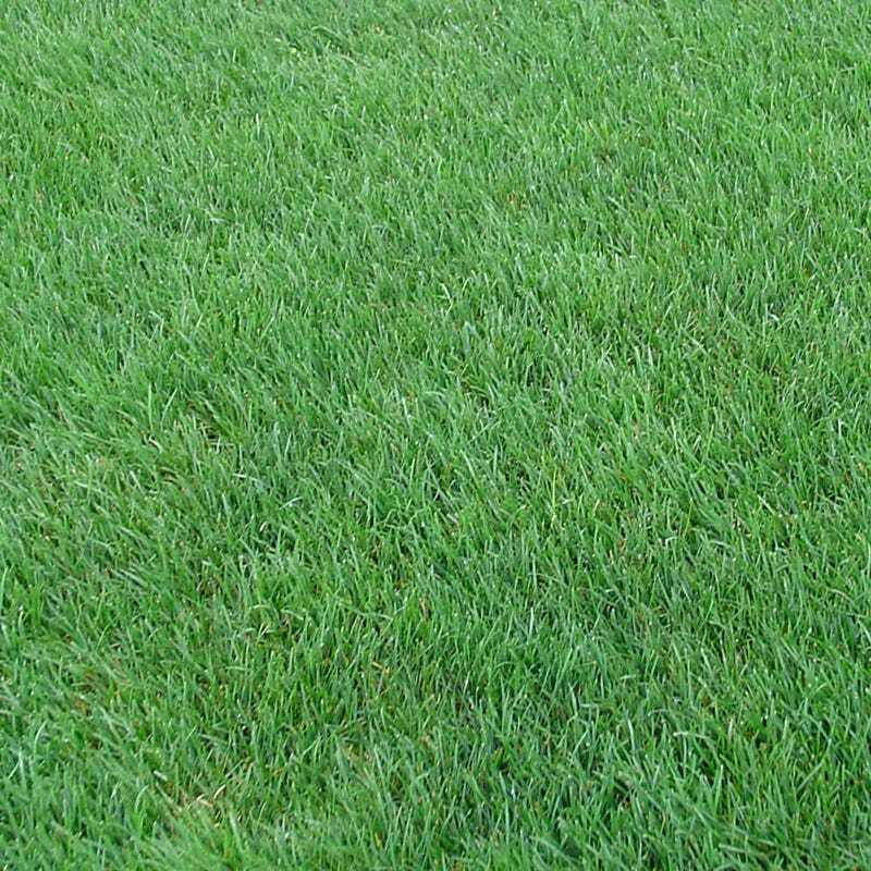 1 lb Perennial Rye Grass Seed Shade Tolerant Lawn Turf Fairway and Pasture