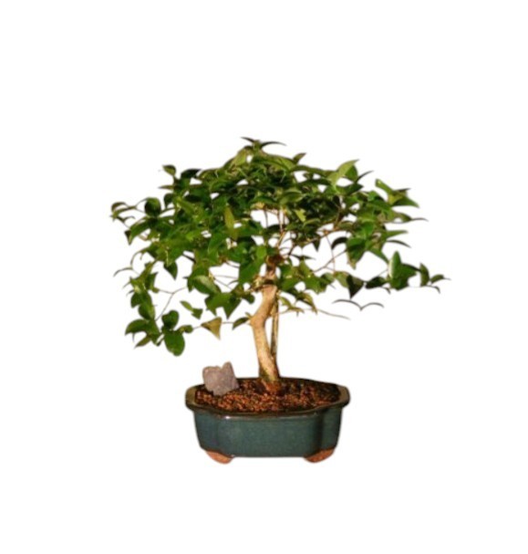16 yo. Flowering Surinam Cherry Bonsai Tree Evergreen Eugenia Uniflora 19″ Tall