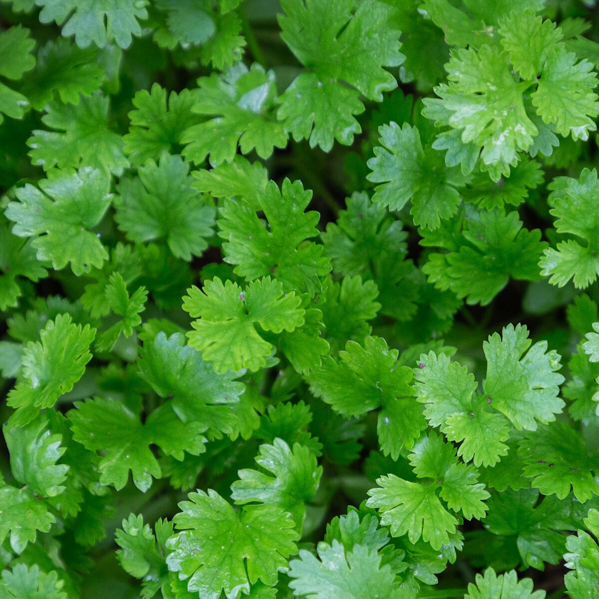 1 Oz Leisure Coriander Cilantro Herb Seeds – Everwilde Farms Mylar Seed Packet