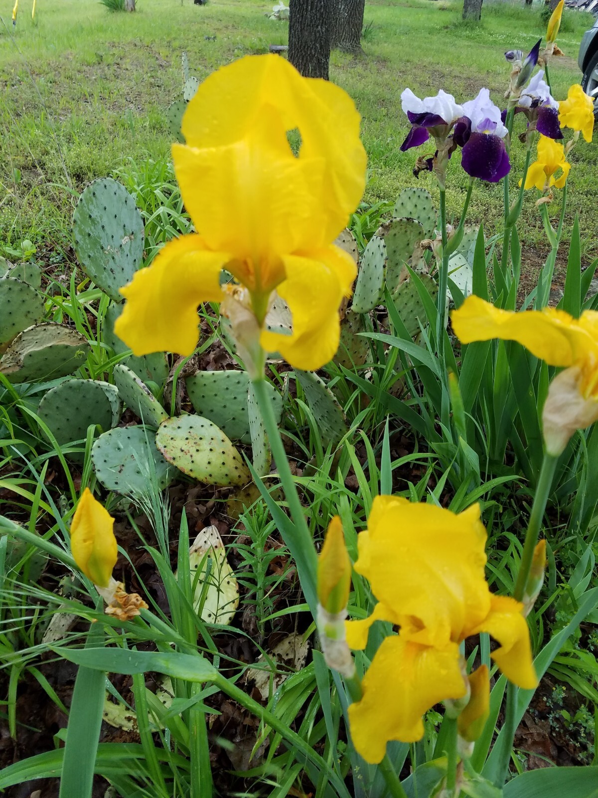 25xBearded Iris Rhizomes – Easy to Grow, FresH Mixed Colors FAST SHIPPING