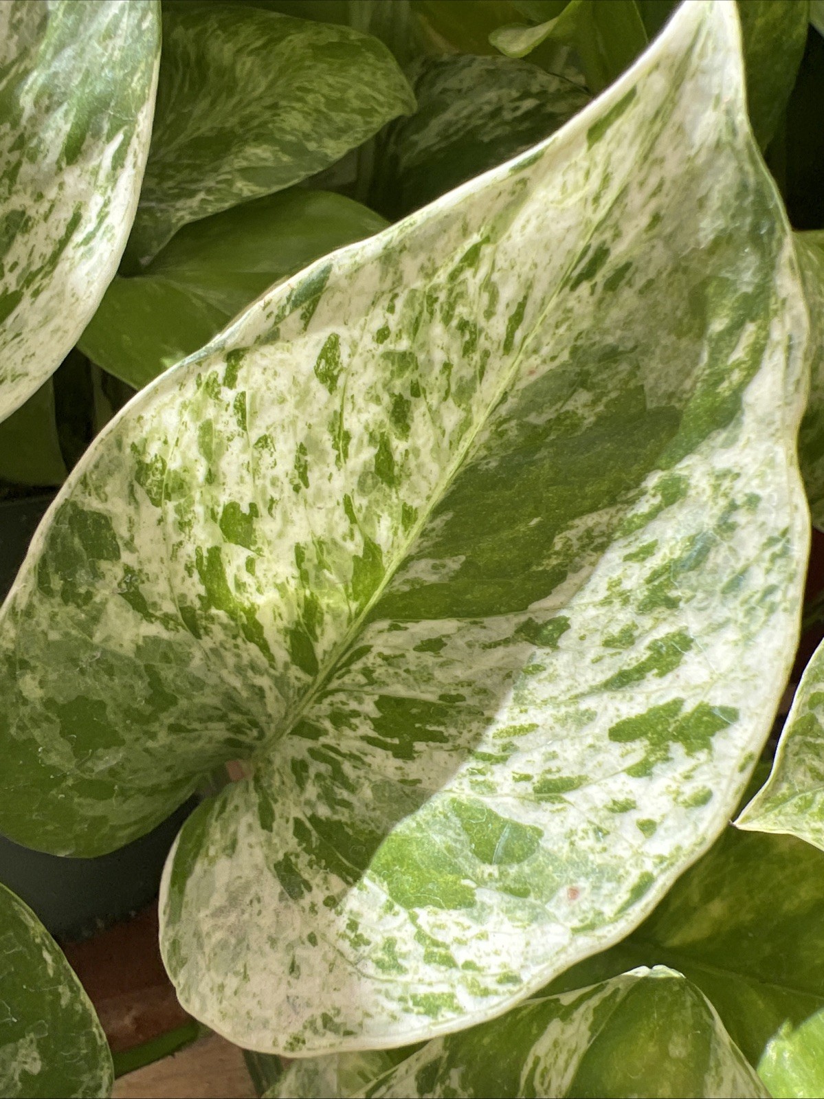 Marble Queen Pothos Live Plants 4 cuttings/nodes NO ROOTS