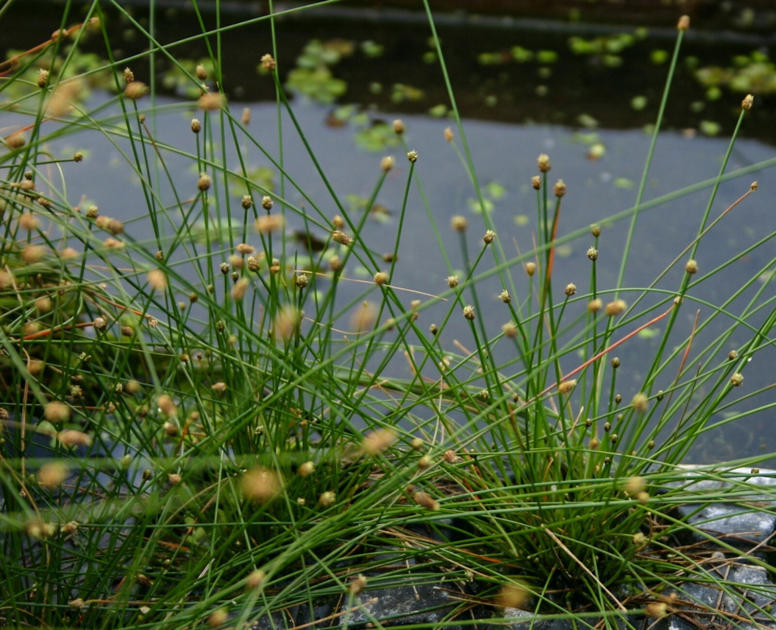 Live Spike Rush Winter Hardy Aquatic Marginal Pond/Bog Plant