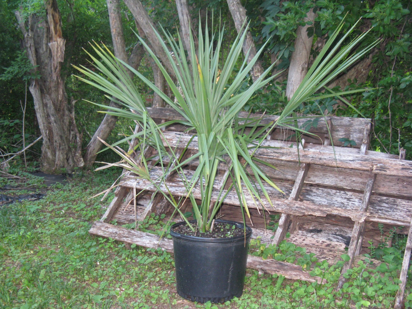 Sabal Palmetto Seven Gallon From Our Seed Grown Zone 7b Trees
