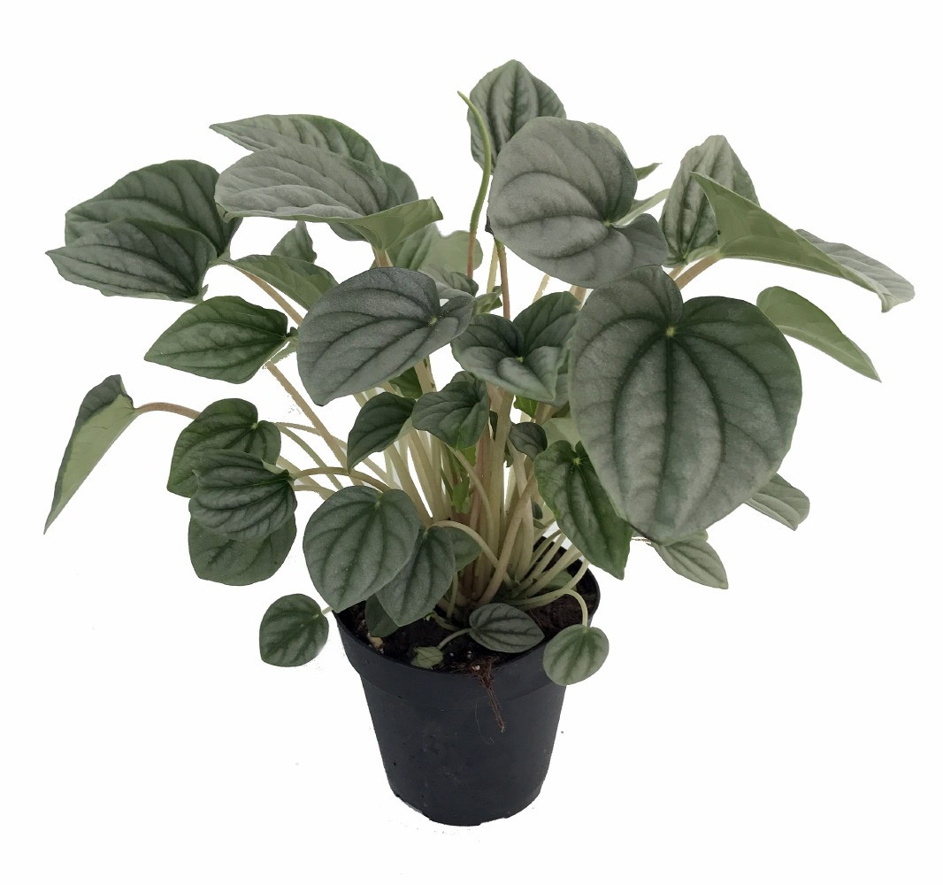 Frost Peperomia 4″ Pot – Trending