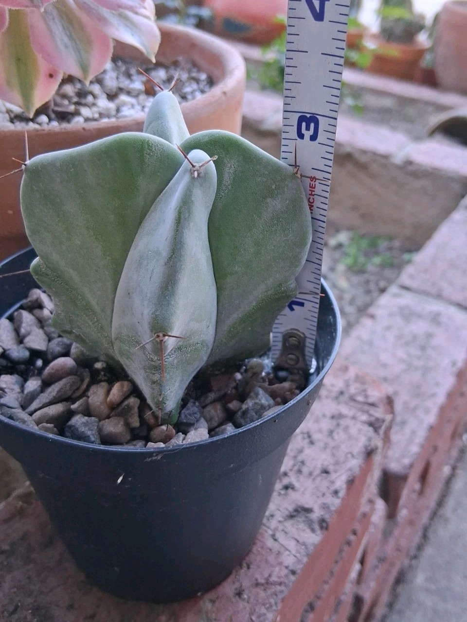 Stenocereus Pruinosis SPIRAL Gray Ghost Cactus Ships In A 4″ Pot!