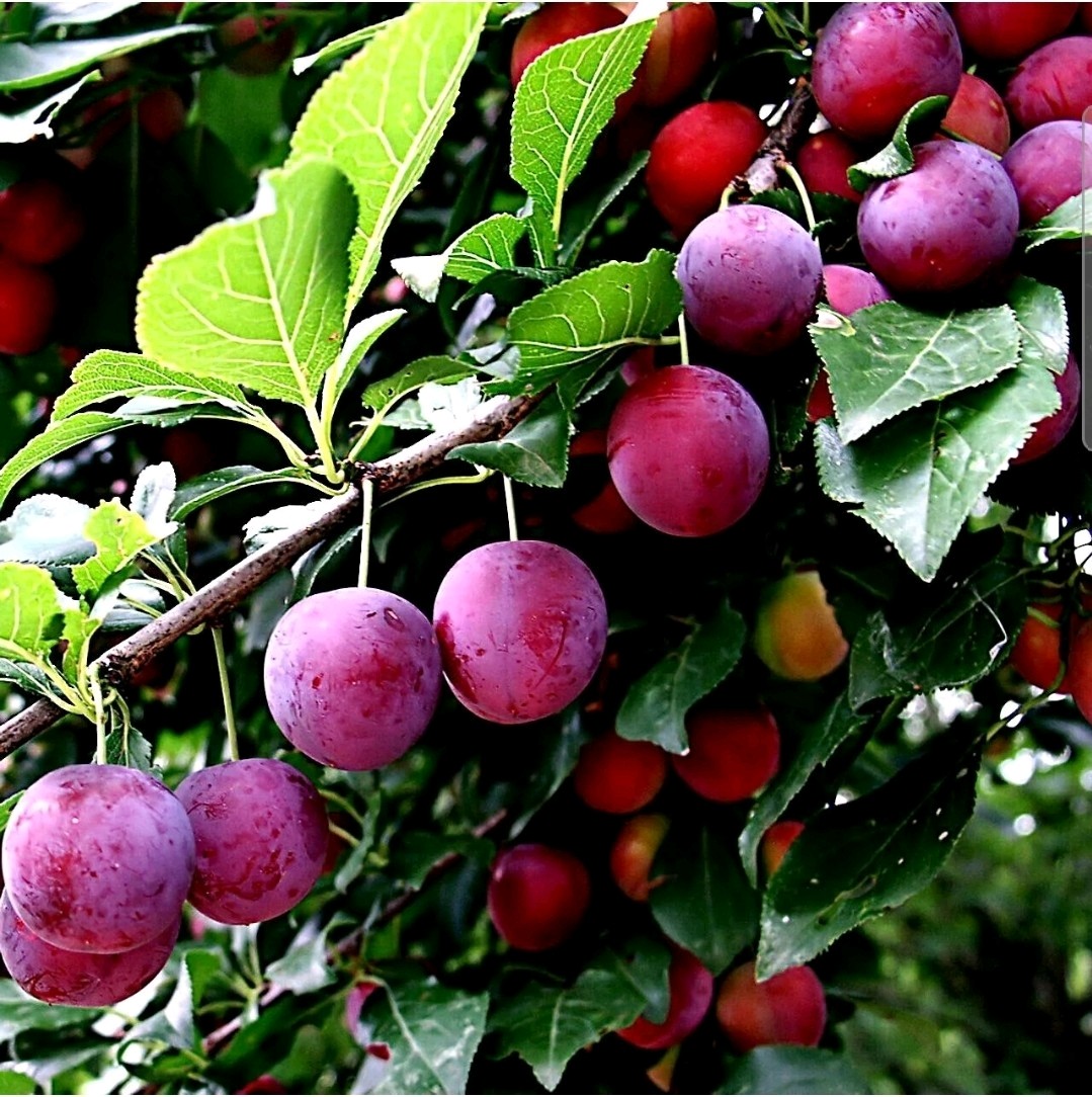 100 AMERICAN PLUM TREE SEEDS (Prunus americana) Fast Flower Plant high quality