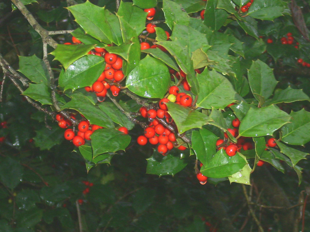 20 Old Heavy Berry Amer Holly seeds – Ilex opaca X. ” old heavy berry X Brown “