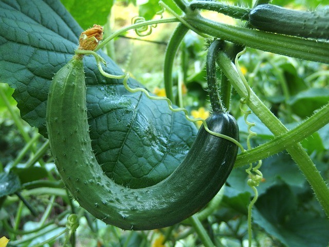 2 Marketmore Cucumber Plants in 4″ Pot, Vegetable GARDEN planting NON-GMO