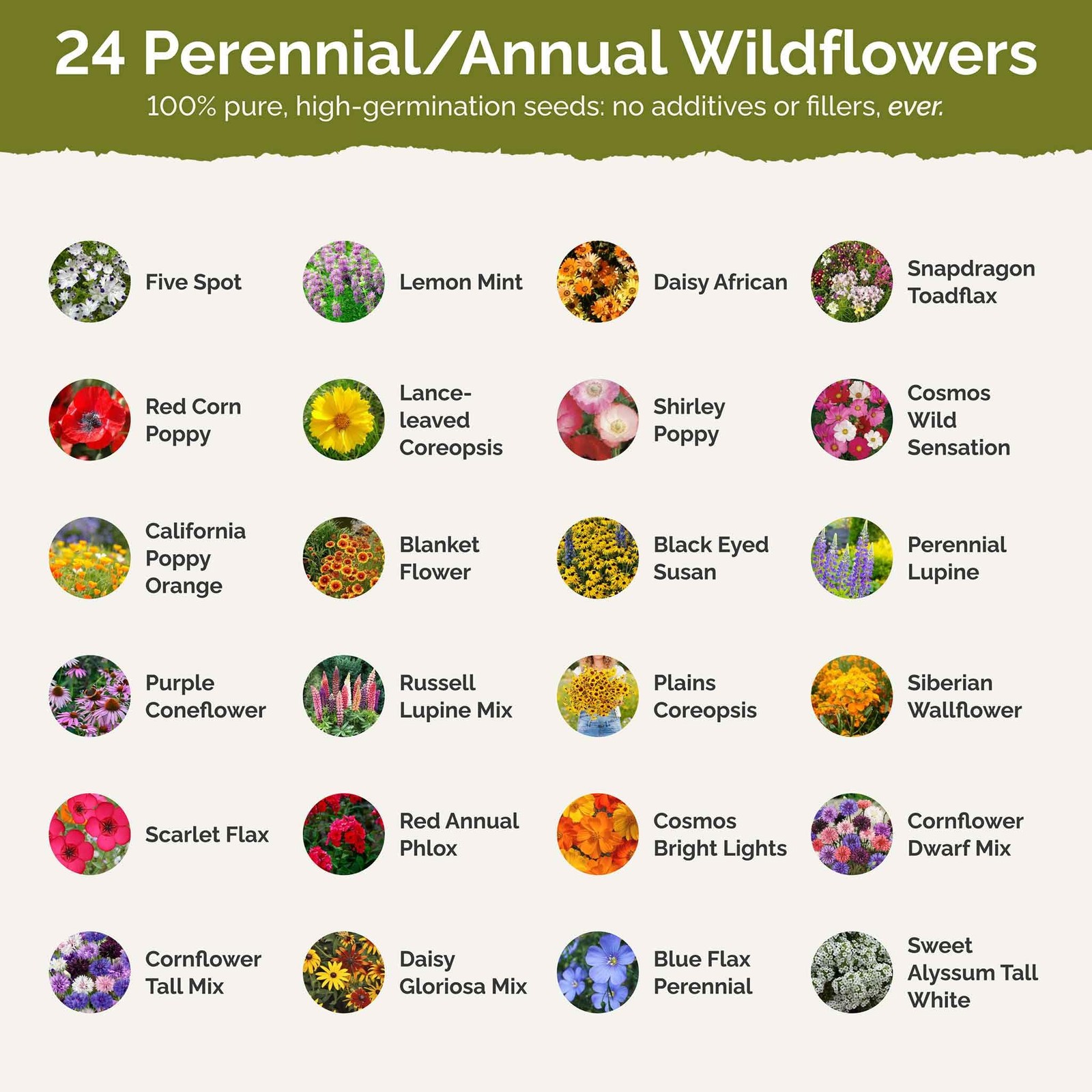 Southeast Wildflower Seed Mix, 1 lb, Attracts Pollinators, Zones 310