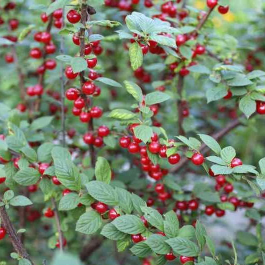 NANKING BUSH CHERRY Prunus tomentosa ‘Nanking’ SET OF 10 UNROOTED CUTTINGS