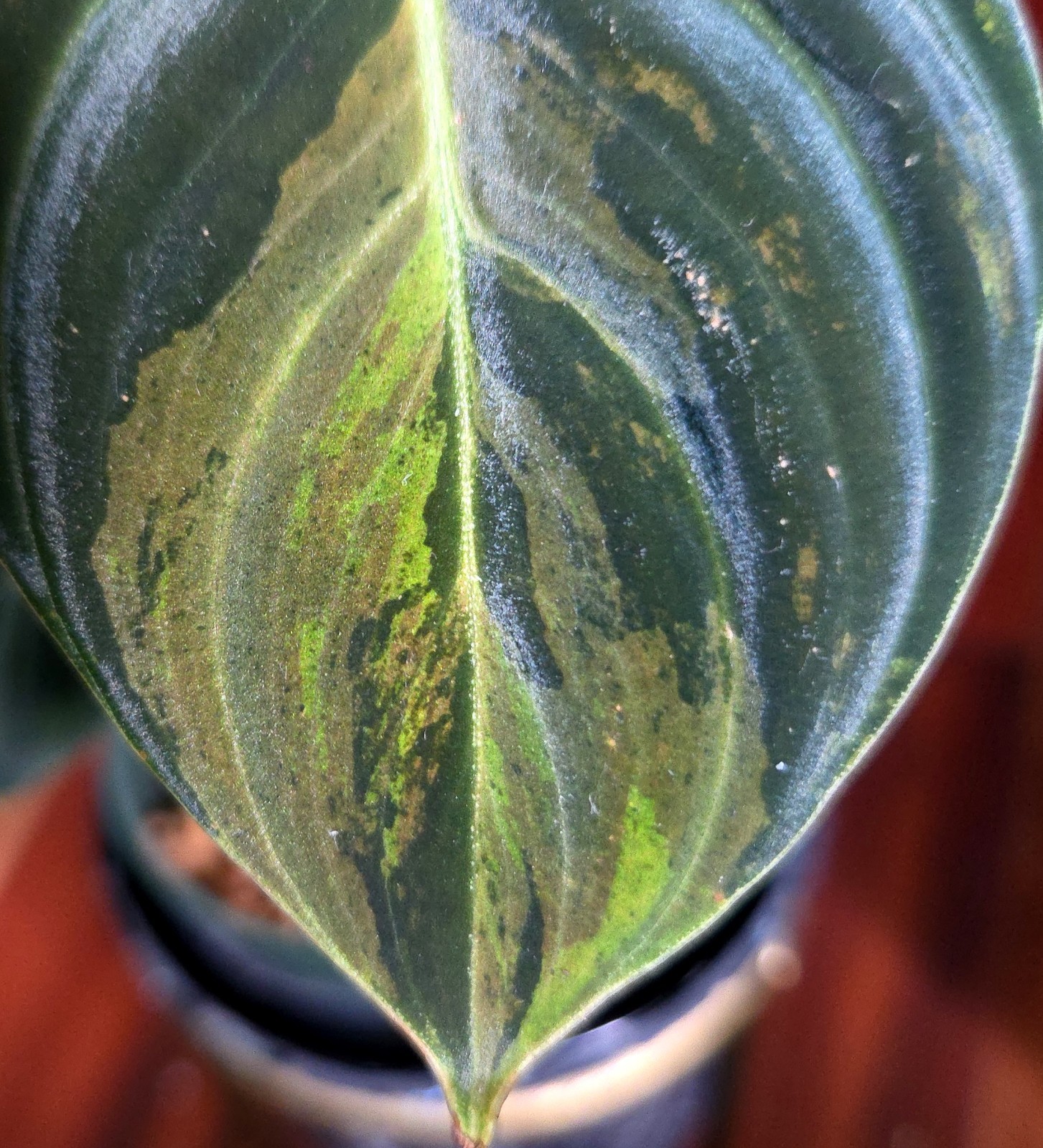 Rare Philodendron Variegated Melanochrysum 13″ Tall Not Anthurium Aroid Monstera