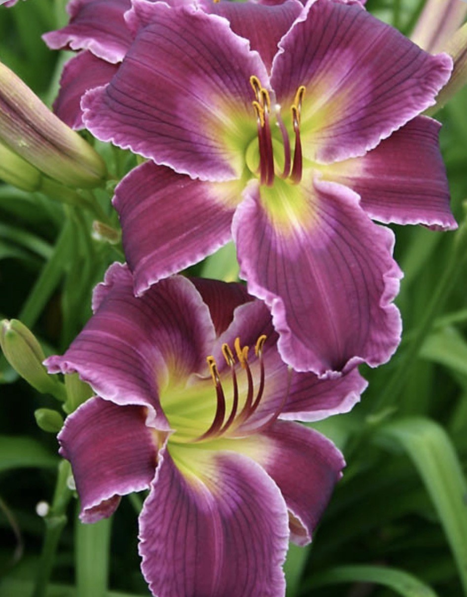 POTTED Daylily IDIAN GIVER 1 Gal Size Pot Vibrant Purple Flowers SHOW STOPPER!