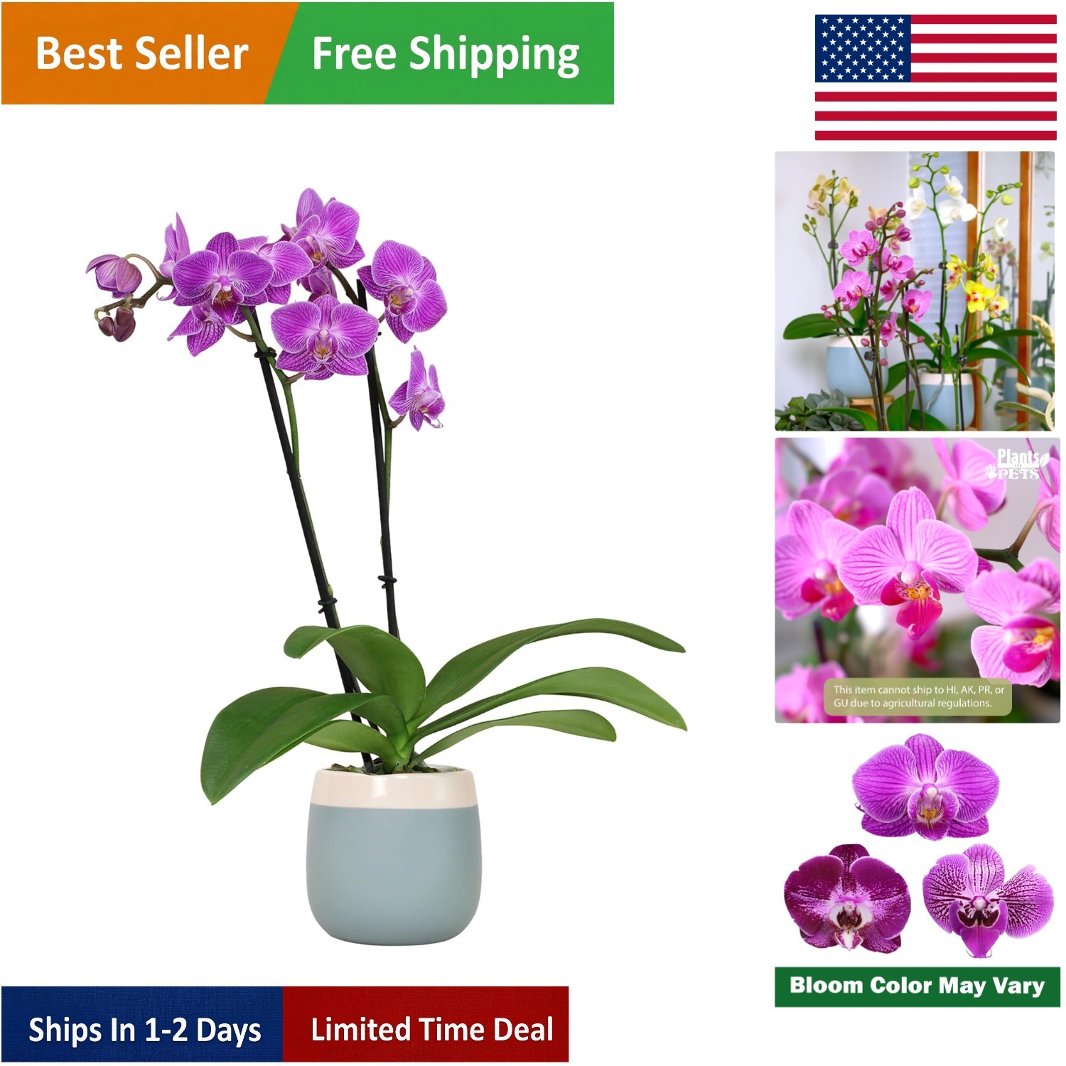 Purple Live Orchid in 3.5″ Blue & White Pot – Pet Friendly Houseplant