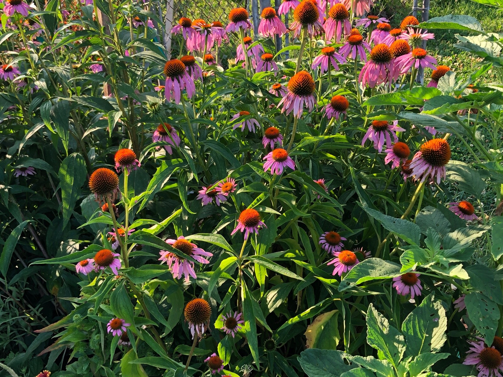1 oz ECHINACEA Purple Coneflower Medicinal Herb Dried Seed Heads/Cones~ Variety