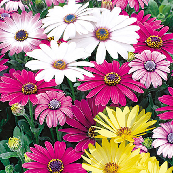 201+AFRICAN DAISY Cineraria Mix Flower Seeds Cape Marigold Drought Tolerant Easy