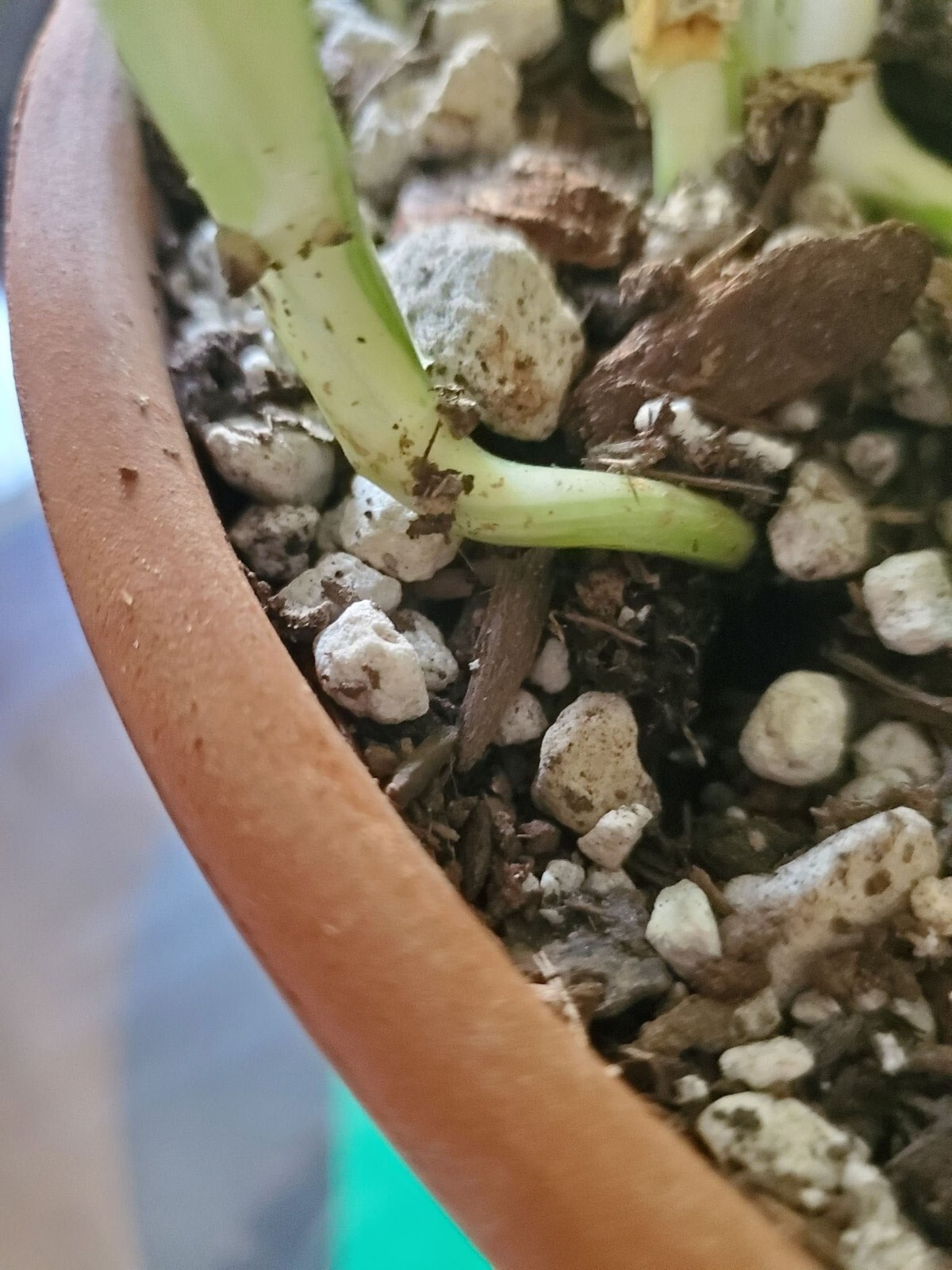 Monstera Standleyana Aurea – Fully Rooted cutting – Highly Variegated