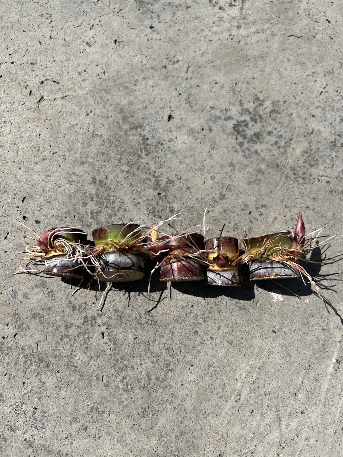5pcs Rooted Dark Purple Green Sugarcane Cutting Sweet Juicy Ready To Plant