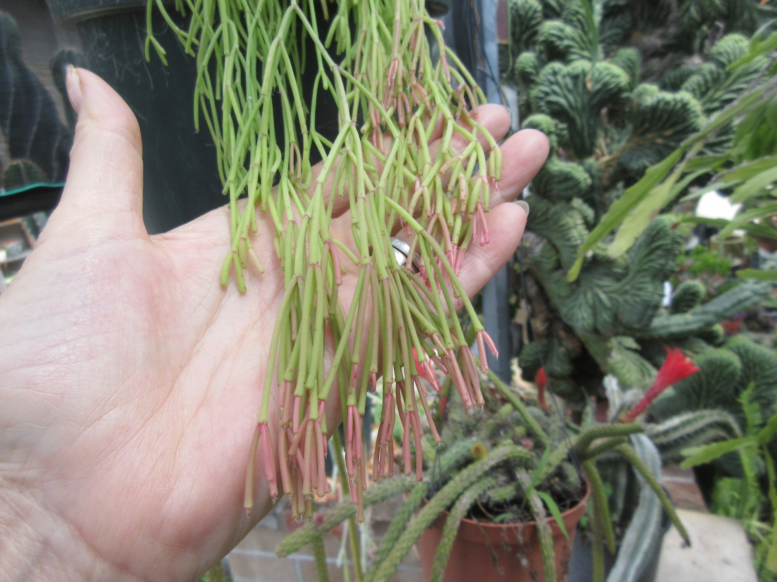 RHIPSALIS CLAVATA rooted plant